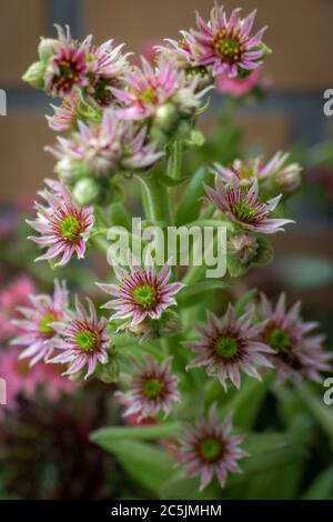 Flowering sedum beautiful succulents with beautiful rose pink red flowers Stock Photo