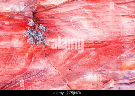 The red sandstone rock surface of the canyon known as Al Siq at the entrance to the Pink City of Petra in Jordan. Stock Photo