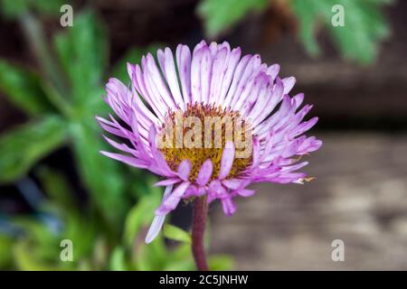 Erigeron 'Sea Breeze' a spring summer flowering plant commonly known as fleabane Stock Photo