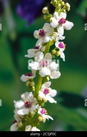 Verbascum chaixii 'Album' a white herbaceous springtime summer flower plant commonly known as mullein or velvet plant Stock Photo