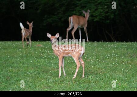 Whitetailed deer fawn in foreground with twin fawn and doe background n an open field in summer Stock Photo