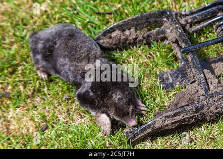 Dead mole having been caught in a metal scissor trap Stock Photo