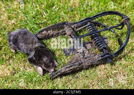 Dead mole having been caught in a metal scissor trap Stock Photo