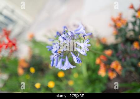 A beautiful blue agapanthus flower against a soft focus back ground of yellow, orange, yellow and green flowers in a flower bed near a white patio.