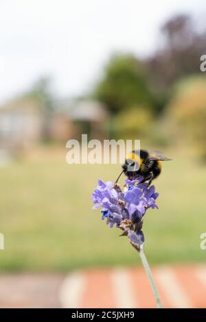 A  bumblebee on lavender flowers with a grass lawn, and gazebo in soft focus in the background with copy space Stock Photo