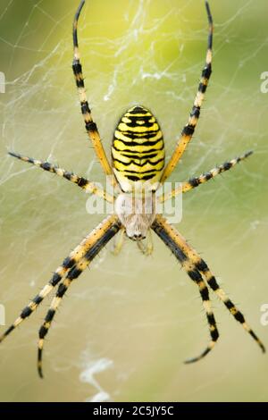 Wasp spider, Argiope bruennichi, UK. Female.