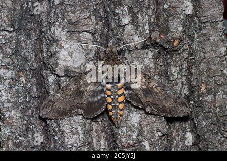 Carolina Sphinx Moth, Manduca sexta Stock Photo