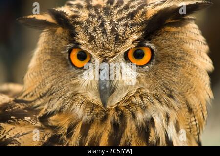 Eurasian eagle owl, Bubo bubo Stock Photo