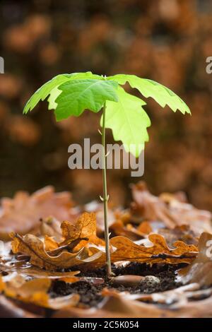 Oak germinating from acorn. Stock Photo