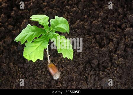 Oak germinating from acorn. Stock Photo