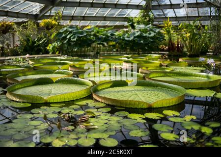 Victoria Amazonian water lily in a pool of a botanical garden Stock Photo