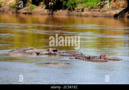 Commmon Hippopotamus (Hippopotamus amphibius). Hippos in the Mara River, Mara Triangle, Masai Mara National Reserve, Kenya, East Africa Stock Photo