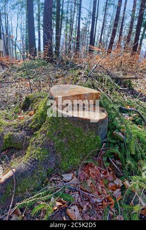 Large tree stump covered with moss in a forest Stock Photo