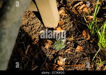 Close-up view of a fallen pine seen next to a wooden park bench in late winter. Many pine needles can be seen strewn in the shallow soil. Stock Photo