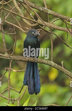 Greater Ani (Crotophaga major) adult perched in dead tree  Bogota, Colombia          November Stock Photo