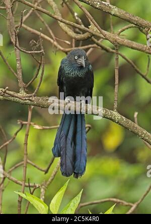 Greater Ani (Crotophaga major) adult perched in dead tree  Bogota, Colombia          November Stock Photo