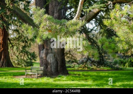Shallow focus of a scots pine branch, part of a very old pine tree. A solitary wooden bench is seen under the natural canopy. Stock Photo