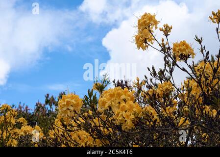 Bright yellow rhododendron flowers blooming in spring against a blue sky with white clouds Stock Photo