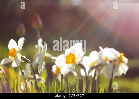 white and yellow daffodils in the rays of the setting sun.the rays of the sun fall on daffodils. Evening photo in the spring. Stock Photo