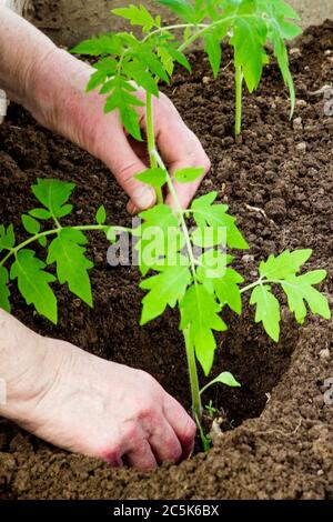 woman plants tomato seedlings in a greenhouse.female hands digging into the ground in a greenhouse Stock Photo