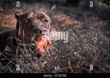 Portrait of a large dog - Cane Corso lying in the grass in the meadow Stock Photo