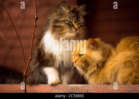two cats are sitting on the porch. Waiting for food Stock Photo