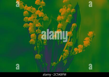 Lily of the valley. Toned Feshenny floral background in green yellow purple tones. Abstract pop art flower in spring colors. Copy space for text on sp Stock Photo