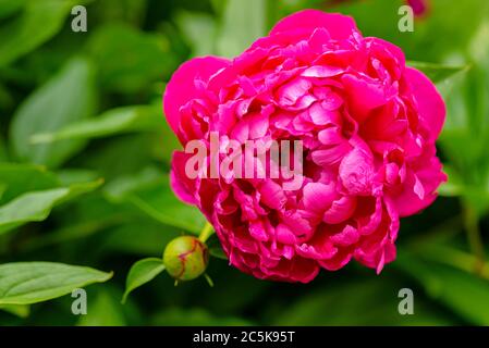 Peony. Peony rose renaissance after rain close-up.  Red Spring Flower. Money flower of happiness. Stock Photo