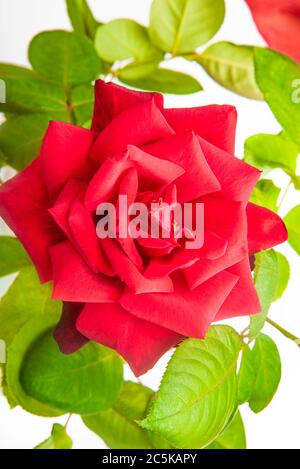 A close-up of a single red rose with velvety petals in full bloom surrounded by green leaves. Stock Photo