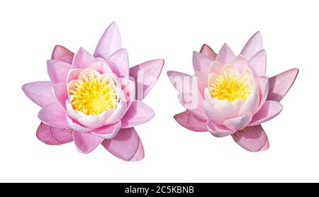 Pink water lily flower isolated on white background Stock Photo