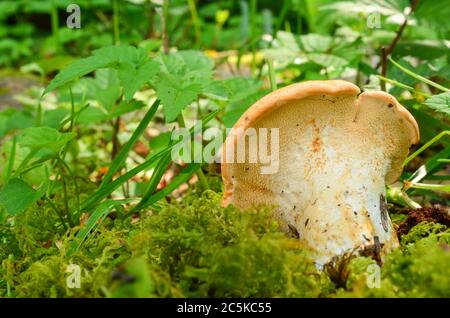 Wood Hedgehog mushroom, or Hydnum repandum, delicious edible mushroom in natural habitat Stock Photo