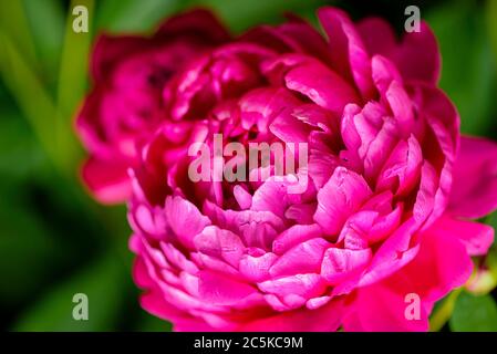 Peony. Selective focus on Peony Flower. Peony close-up. Money flower of happiness. Red Spring Flower. Stock Photo