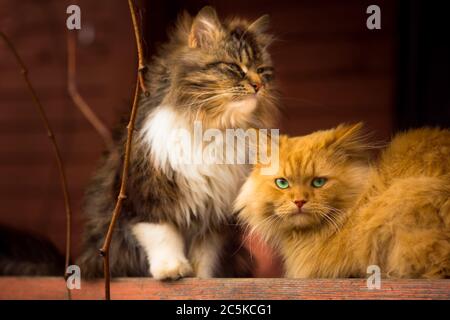 two cats are sitting on the porch. Waiting for food Stock Photo
