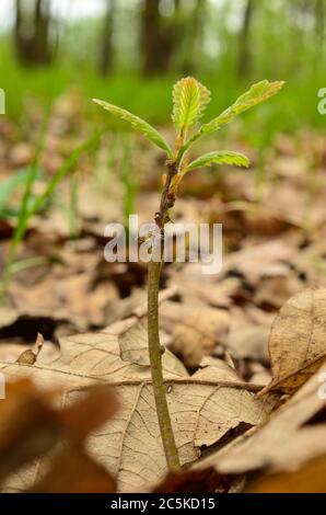 Very young oak seedlings on the ground of dense oak forest Stock Photo