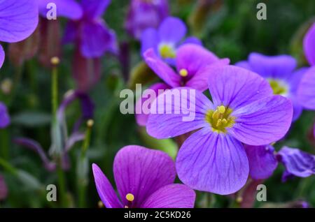 Purple flower close up, purple petals, yellow pestle and stamens Stock Photo