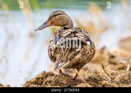 Mallard (Anas platyrhynchos) standing on the shore Stock Photo