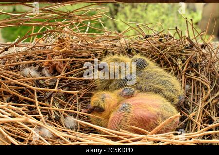 Two wild baby pigeons in their nest high above the ground Stock Photo