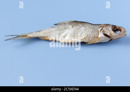 Dried fish on blue background. Salty dry river fish on a light blue background. Top view. Copy space. Stock Photo