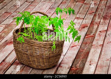 Preparing tomato seedlings for planting in a greenhouse. Wicker basket with tomato seedlings close-up on wooden flooring Stock Photo