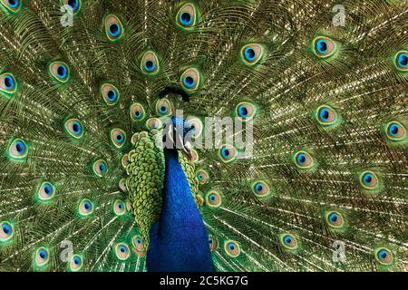 Close-up of blue Indian peafowl or peacock with fanned out feathers, Pavo cristatus Stock Photo