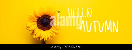 Hello Autumn text with Sunflowers Stock Photo