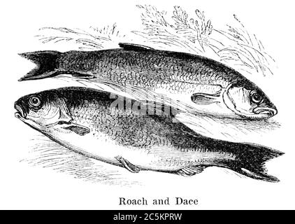 An engraved vintage fish illustration image of a roach and dace, from a Victorian book titled Angling by Robert Blakey dated 1857 that is no longer in Stock Photo