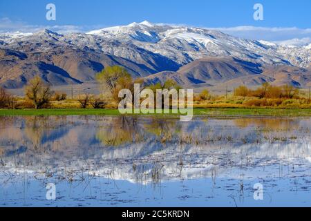 The Eastern Sierra Mountains reflect in a local pond.