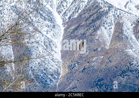 A Bald Eagle flys into a tree in the mountains. Stock Photo