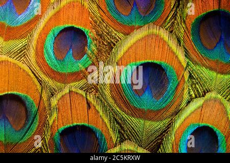 Macro Photo of Colorful and Iridescent Peacock Feathers Arrangement Stock Photo