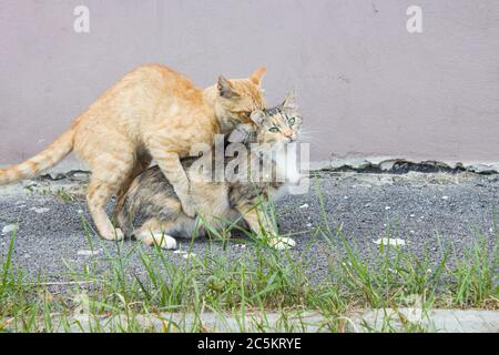 Red cat is looking at the camera. Pictures of cats, cute cat, drawings of cats, drawings of cats. Cat and cat. Love. Copyspace. Stock Photo