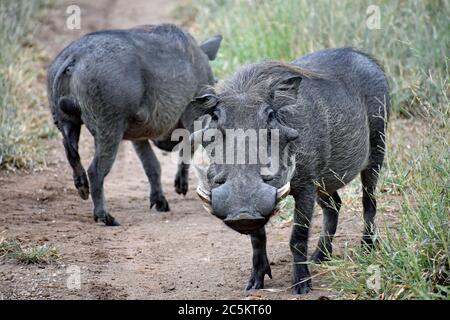 Two Warthogs (Phacochoerus) stood in the middle of a dirt road surrounded by grass in Sabi Sand Game Reserve, Greater Kruger, South Africa Stock Photo