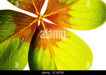 Macro Photo of a Colorful red And Green Shamrock Leaf Stock Photo