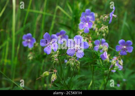 Vivid blue flowers of Geranium pratense wild plant, commonly known as meadow crane's-bill or meadow geranium Stock Photo