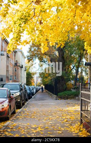 Colourful autumn maples and fallen orange leaves lying on the asphalt at sunny day, fence and parked cars on the street on background, vertical. Sunny Stock Photo